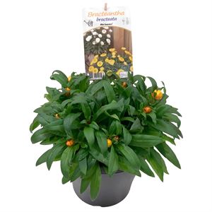 Afbeelding van EJ Bracteantha P19 Basket Yellow